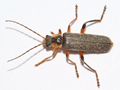 Cantharis nigricans